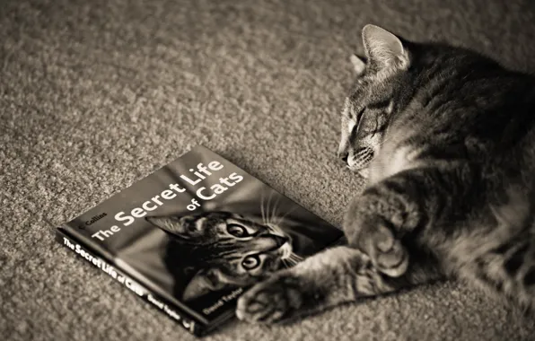 Спит, котэ, книга о котэ