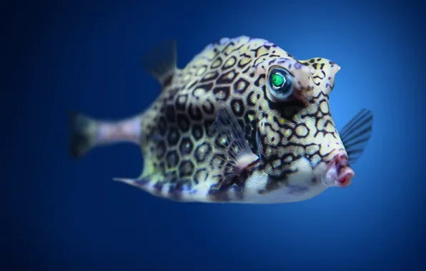 Рыба, fish, кузовок, aquarium fish, аквариумная рыбка, Lactoria cornuta