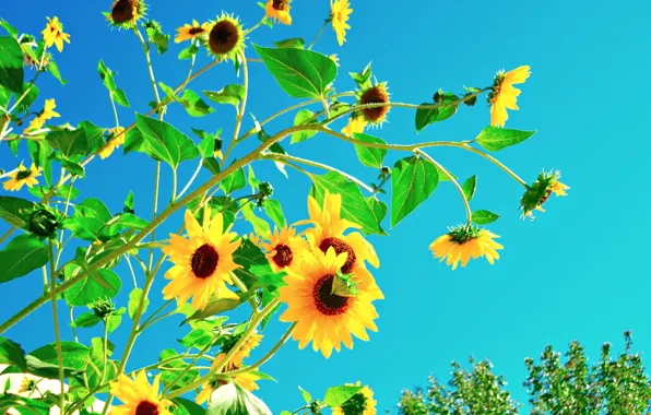 Картинка небо, цветы, лепестки