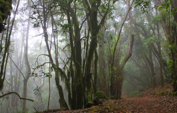 Картинка лес, деревья, природа, туман, Испания, Spain, остров Гомера, Национальный парк Гарахонай