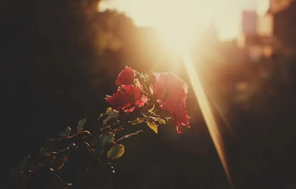 Картинка солнце, цветы, розы, лепестки