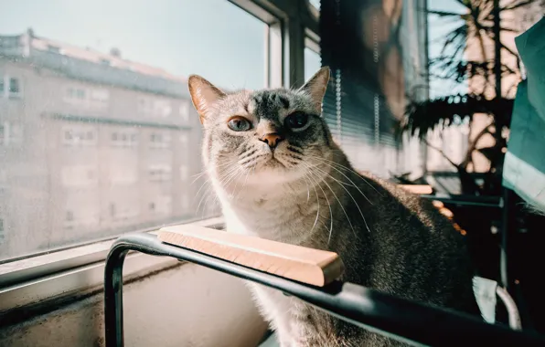 Кошка, кот, взгляд, морда, свет, город, дом, растение