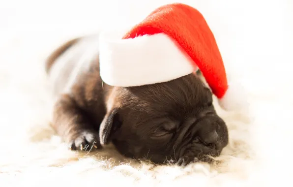 Картинка красный, сон, собака, маленький, малыш, мордочка, Рождество, спит