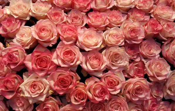 Картинка цветы, роза, розы, лепестки, розовые, бутоны, много