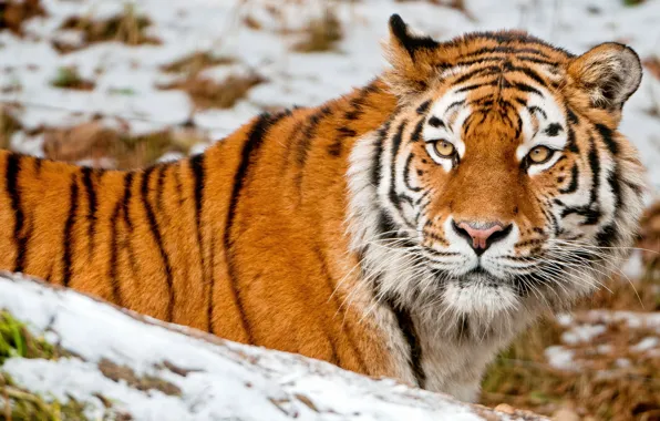 Картинка взгляд, морда, снег, тигр, животное