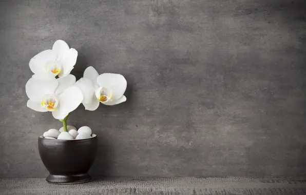 Картинка white, орхидея, flowers, orchid