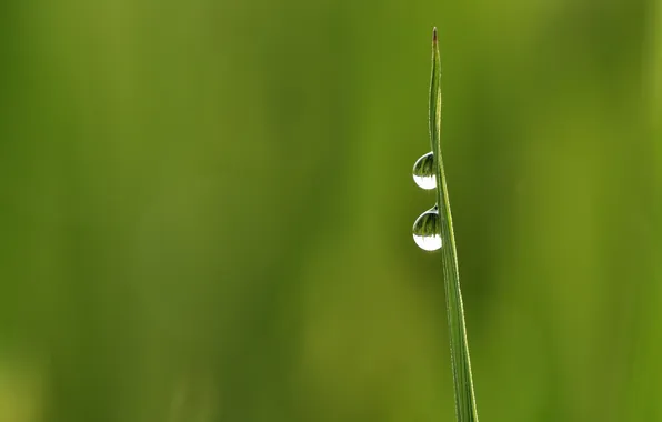 Картинка трава, капли, минимализм