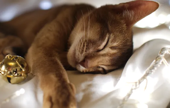 Картинка кошка, кот, новый год, сон, шарик, спит, ткань, гирлянда