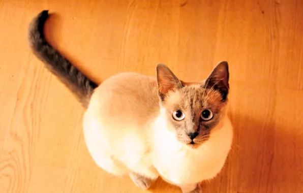 Картинка кошка, взгляд, пол