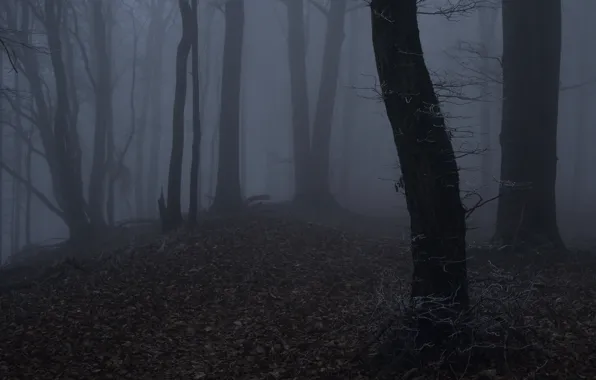 Лес, деревья, ночь, природа, туман, сумерки, Niklas Hamisch