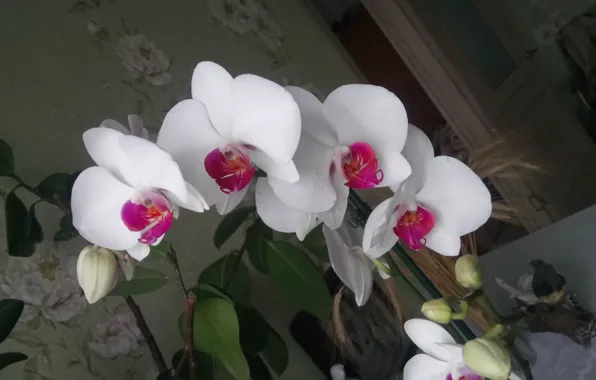 Картинка Белая, Орхидея, На цвету