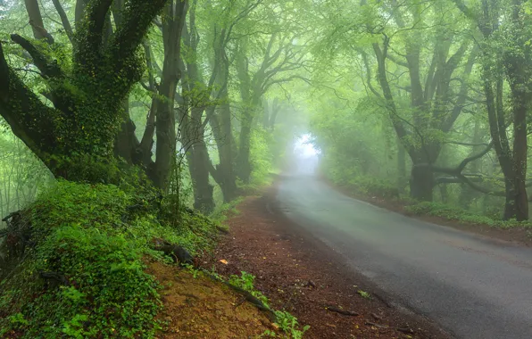 Дорога, лес, туман, Природа, весна, дымка