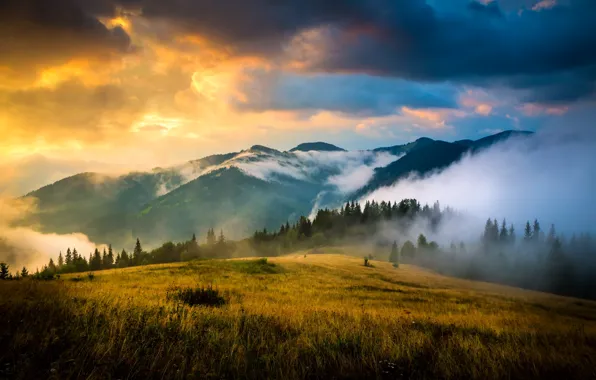 Лес, трава, облака, деревья, горы, туман, луг, Украина