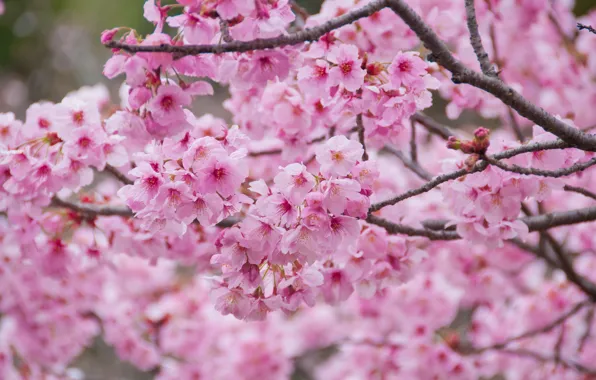 Ветки, весна, сакура, цветение, pink, blossom, sakura, cherry