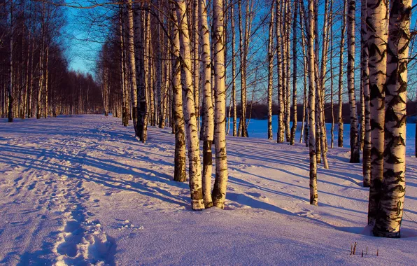 Картинка зима, лес, снег, деревья, пейзаж, следы, вечер