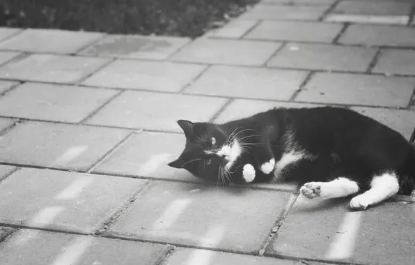 Кошка, кот, усы, улица, шерсть, лежит, черно-белое
