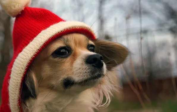 Взгляд, друг, шапка