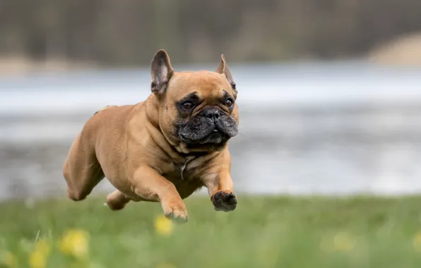 Собака, бег, flying french bulldog
