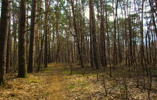 Forest, park, tree, alley