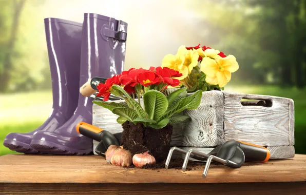 Примула, primrose, садовый инвентарь, садовые цветочки, garden tools, lawn and flowers