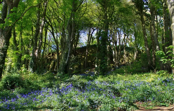 Картинка трава, деревья, цветы, парк, Ирландия, Scrabo Country park