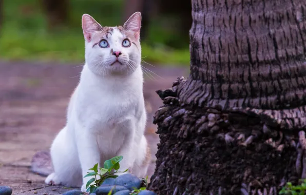 Картинка кошка, взгляд, дерево, голубые глаза, наблюдение