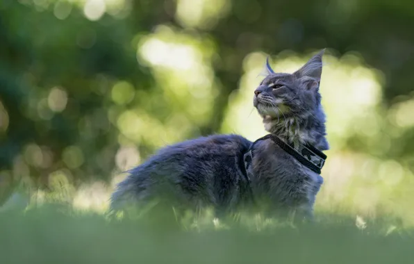 Кошка, взгляд, природа, поза, котенок, серый, ошейник, мордашка