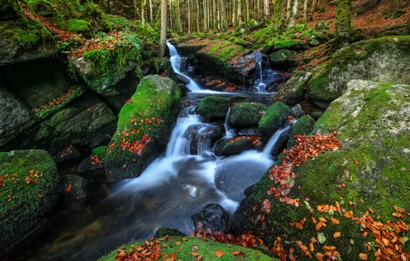 Осень, лес, камни, листва, водопад, мох, осенние листья