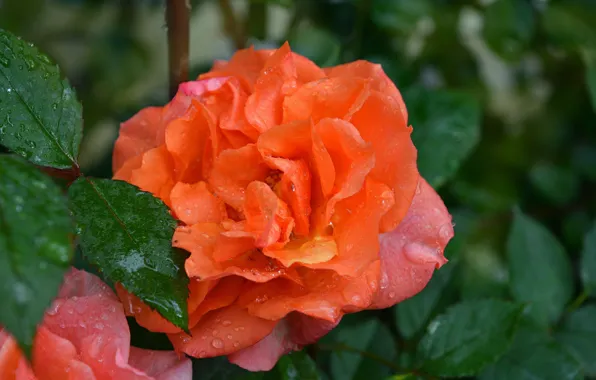Роза, Drops, Rain drops, Orange rose, Капли дождя