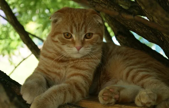 Животные, кот, вислоухие, скотиш фолд