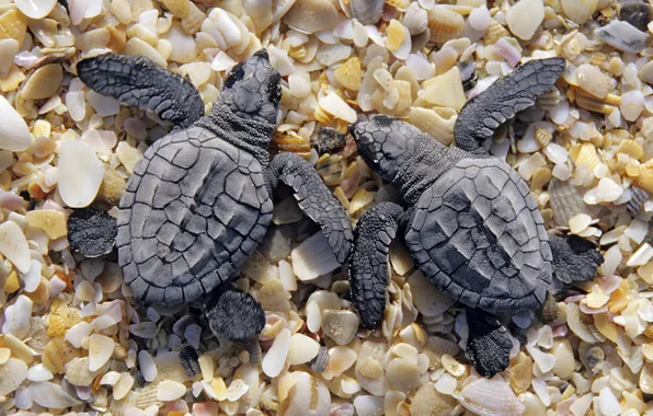 Картинка берег, две, маленькие, ракушки, черепахи