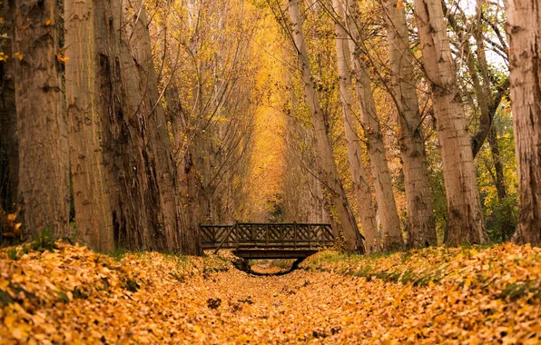 Осень, лес, листья, деревья, мост