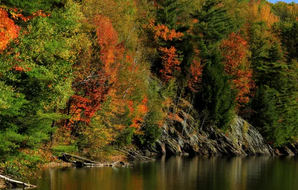 Картинка осень, лес, деревья, река