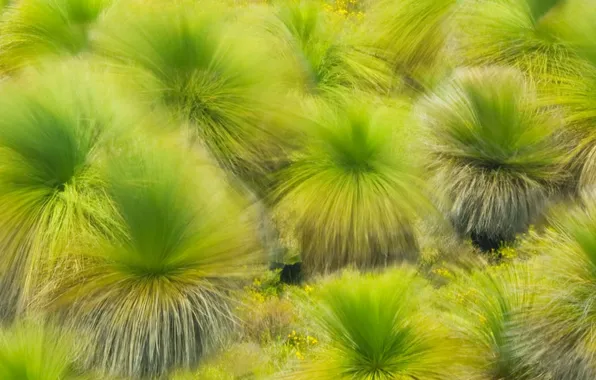 Картинка трава, природа, ветер, краски, Западная Австралия, Ланселин