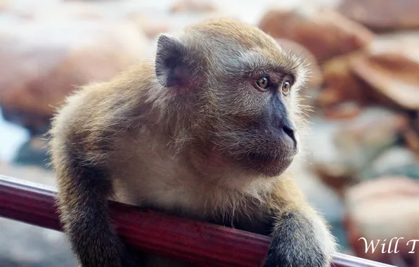 Monkey, brown, macro, close, look, full