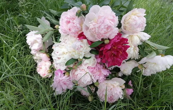 Summer, peonies, june