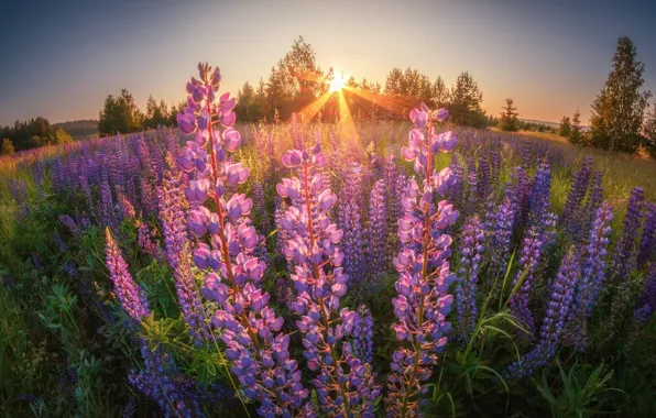 Поле, лето, солнце, лучи, свет, деревья, цветы, искажение