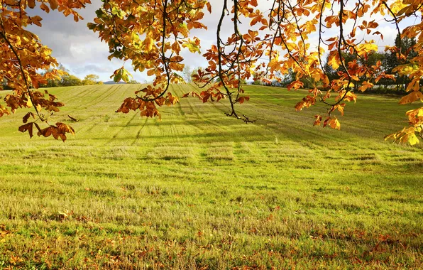 Картинка поле, осень, трава, листья, солнце, ветки
