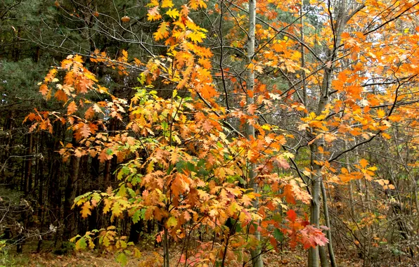 Forest, park, autumn, fall