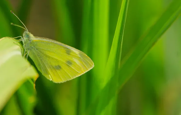 Green, butterfly, insect