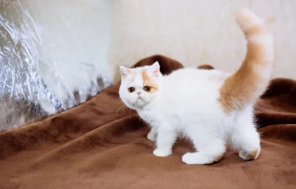 Кошка, белый, котенок, хвост, ткань, плед, котёнок, мордашка
