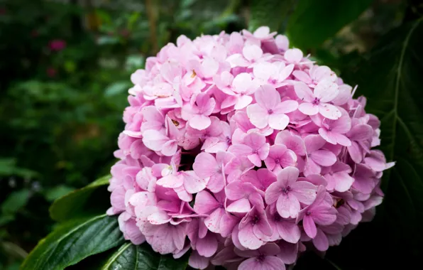 Flower, nature, pink, flowers, flora, highland, malaysia, cameron