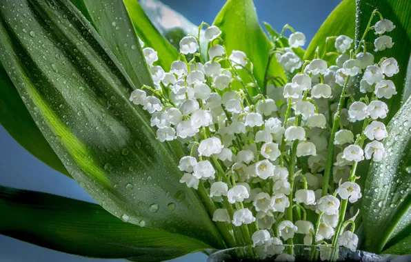 Листья, капли, свет, цветы, букет, весна, ландыши, ландыш