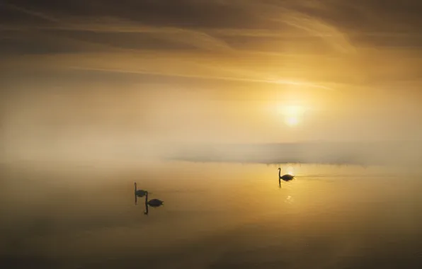 Картинка пейзаж, туман, озеро, утро, лебеди