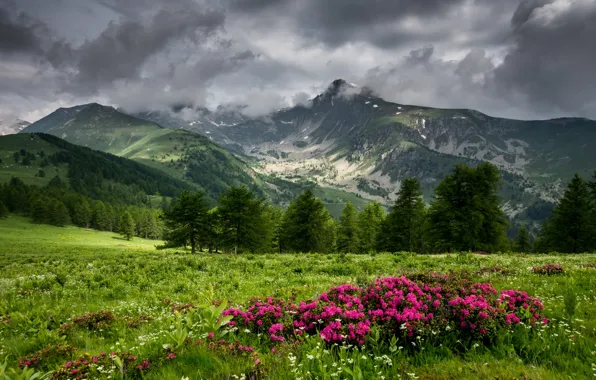 Картинка горы, тучи, азалия