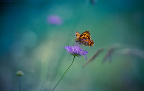 Картинка цветок, фиолетовый, фон, бабочка