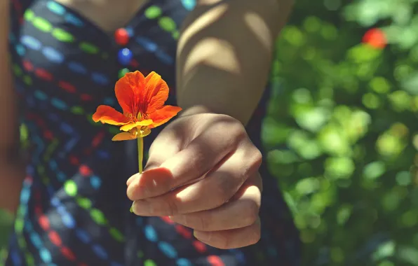 Картинка цветок, девушка, рука