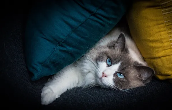 Кошка, кот, взгляд, поза, темный фон, диван, подушки, лежит