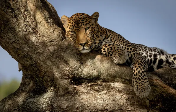 Картинка морда, отдых, леопард, дикая кошка, на дереве