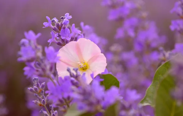 Картинка Лаванда, Lavender, Розовый цветок, Pink flower